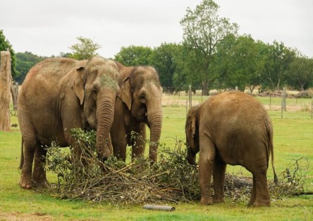 Whipsnade Zoo