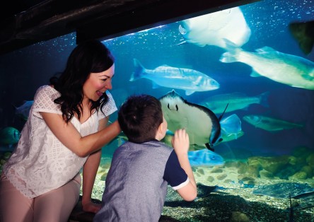 SEA LIFE London Aquarium