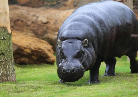 ZSL Zoo di Londra