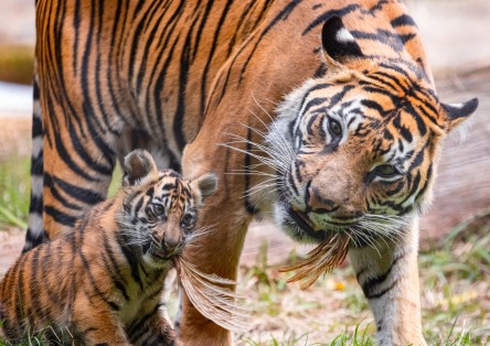 London Zoo