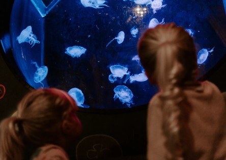 SEA LIFE Brighton