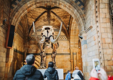 The Natural History Museum Private Guided Tour