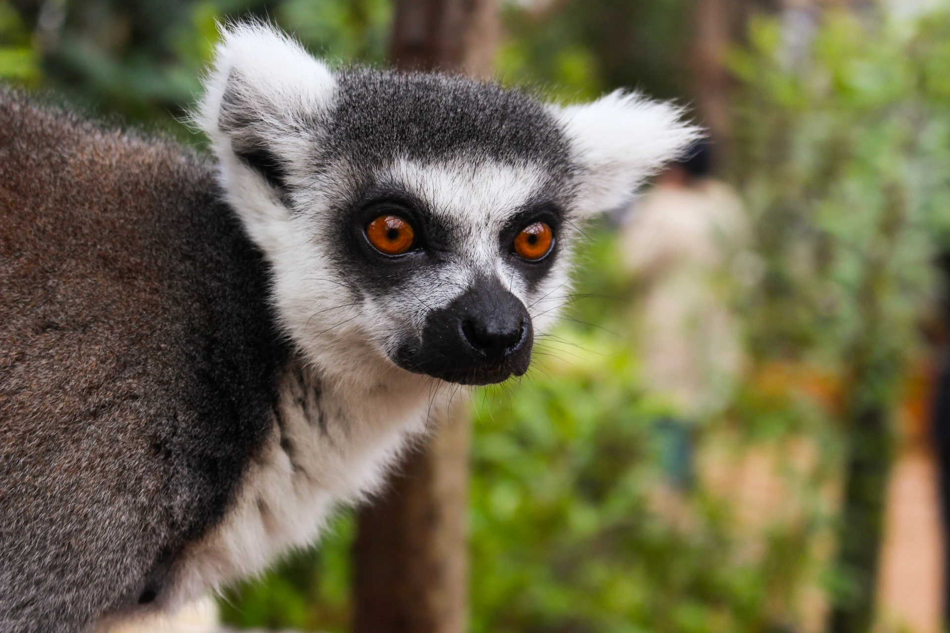 Lemurs