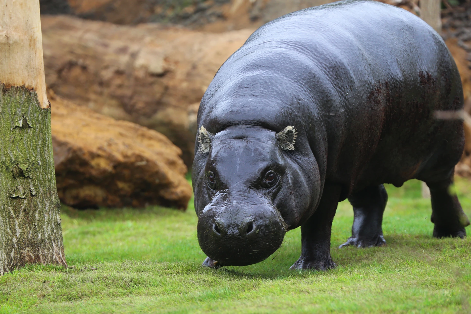 Hippopotamus
