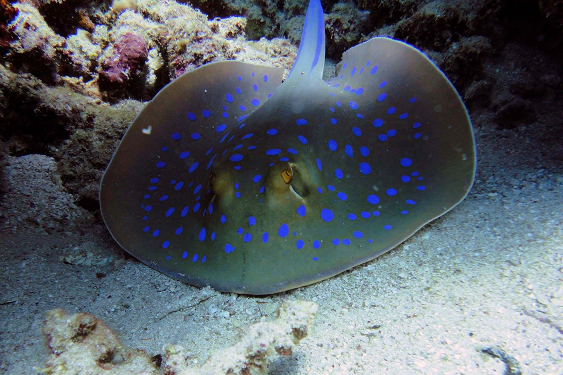 Blue Spot Stingray