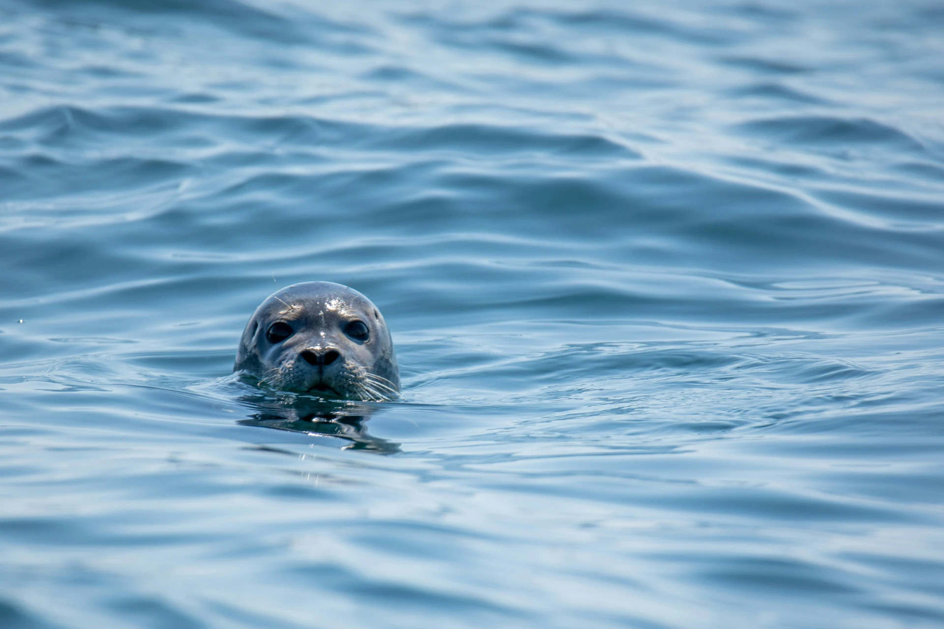 Poole Harbour Cruise