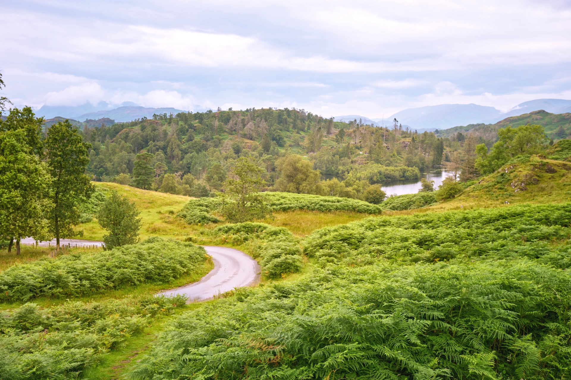 Tarn Hows- Valley