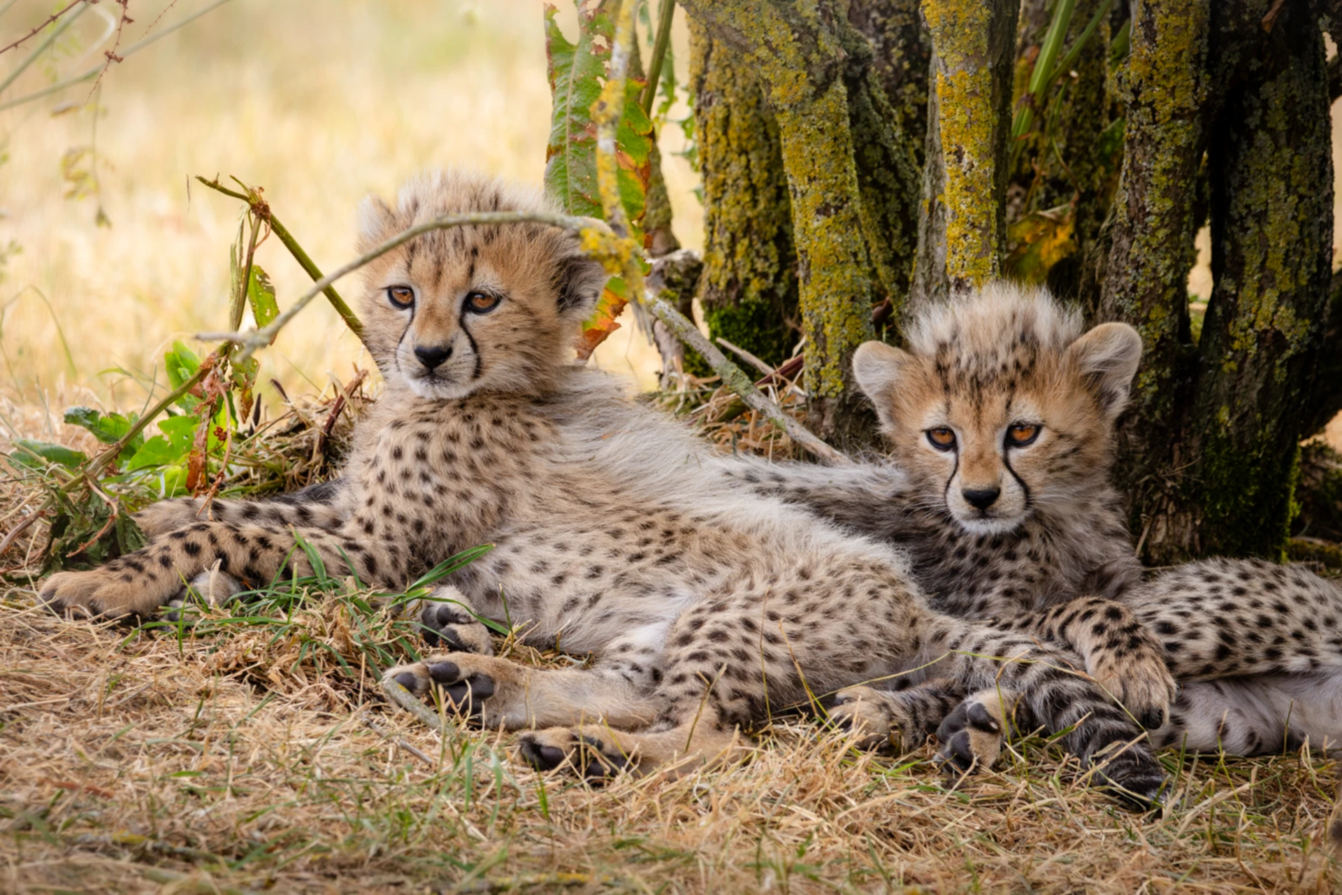 Cheetah Cubs