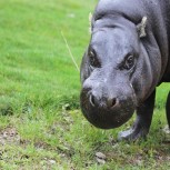 Pygmy Hippo