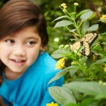 Butterfly House