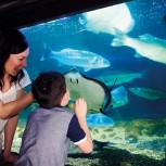 Sea Life London Aquarium