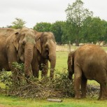 Elephants