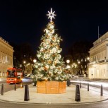 Christmas Tree in Waterloo