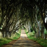 Dark Hedges