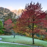 Garden Rosemoor