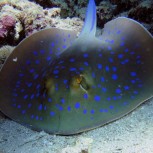 Blue Spot Stingray