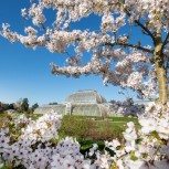 cherry blossoms kew gardens
