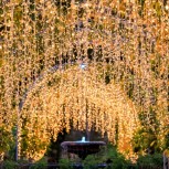RHS Glow at Wisley