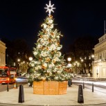 Christmas Tree in Waterloo