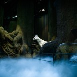 Forbidden Forest
