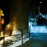 Forbidden Forest in the snow