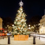 Waterloo Place Christmas Tree