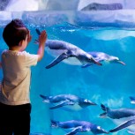 SEA LIFE London Aquarium