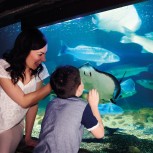 Sea Life London Aquarium