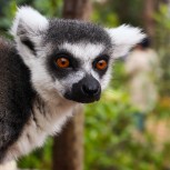 Lemurs