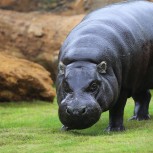 Hippopotamus