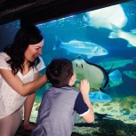 Sea Life London Aquarium