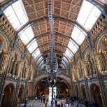 The Natural History Museum Guided Tour