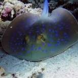 Blue Spot Stingray