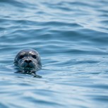 Poole Harbour Cruise