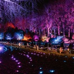 Chelsea Winter Illuminations
