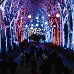 Chelsea Winter Illuminations