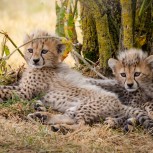 Cheetah Cubs