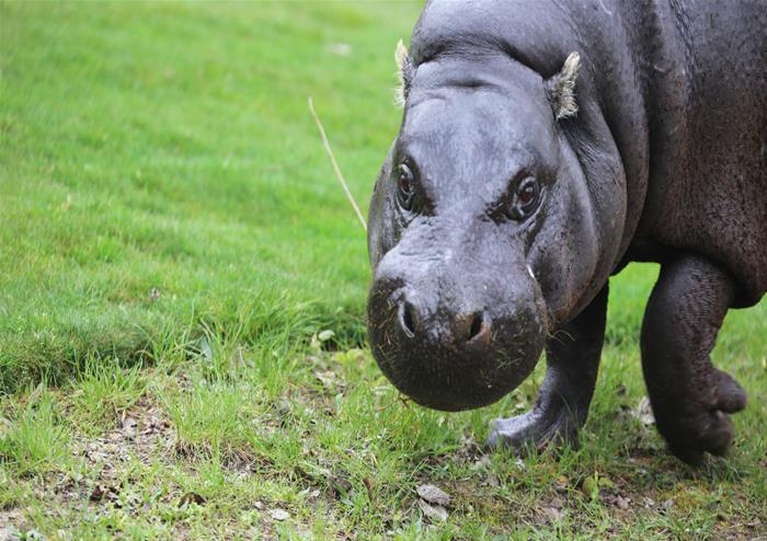 Pygmy Hippo