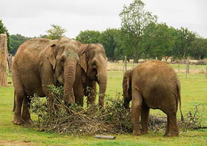 Elephants