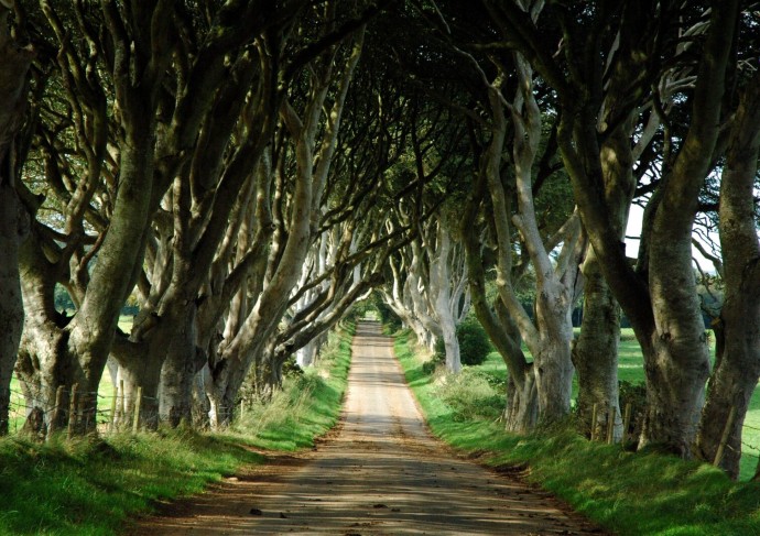 Dark Hedges