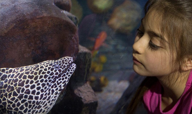 SEA LIFE Loch Lomond