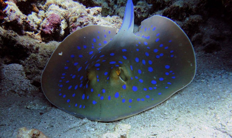 Blue Spot Stingray