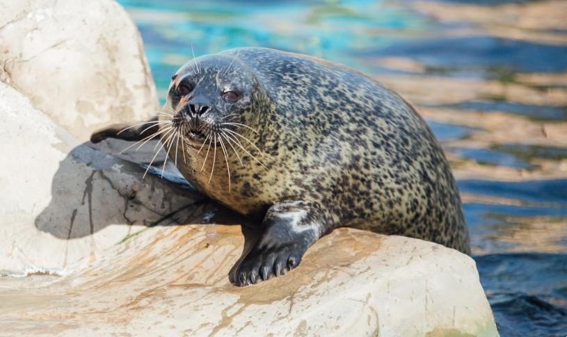 Sea Lion