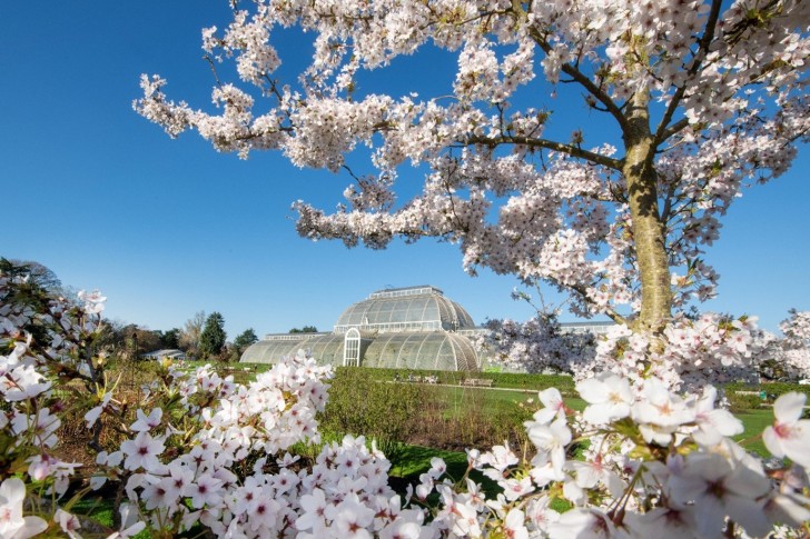 cherry blossoms kew gardens