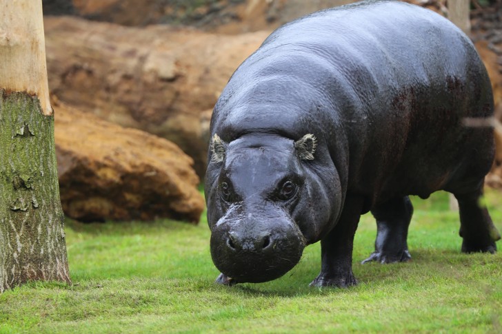 Hippopotamus