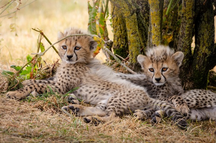 Cheetah Cubs