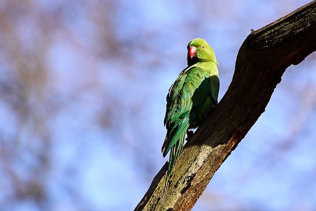 Parakeet