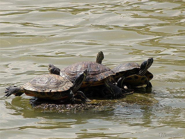 Terrapins