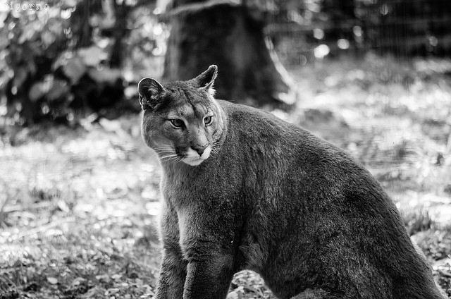puma