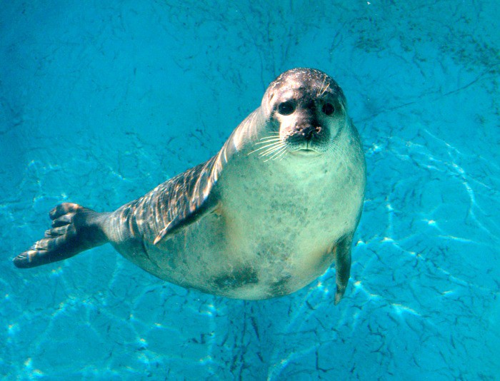 A friendly seal is eager to say hello